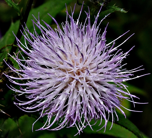 {Cirsium altissimum}